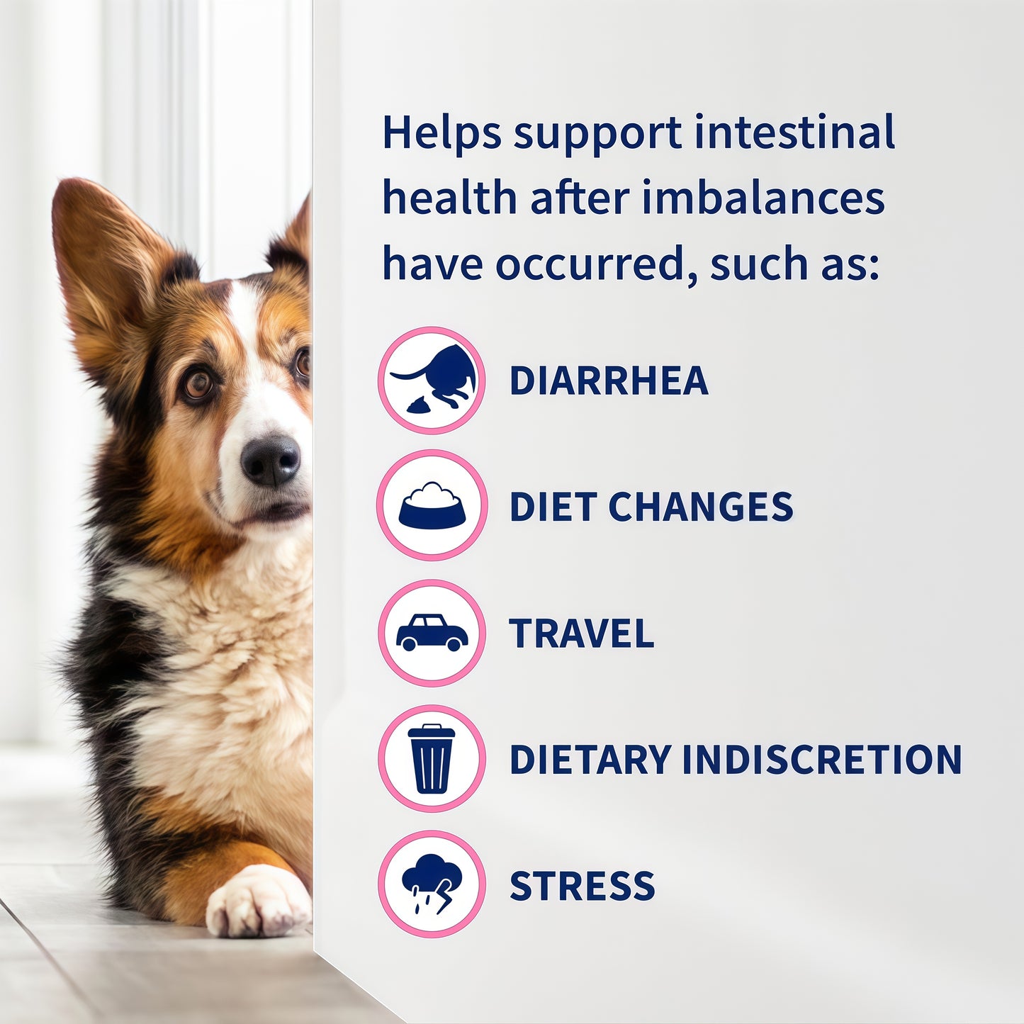 Nutramax Proviable Probiotics for Dogs 80 Capsules
